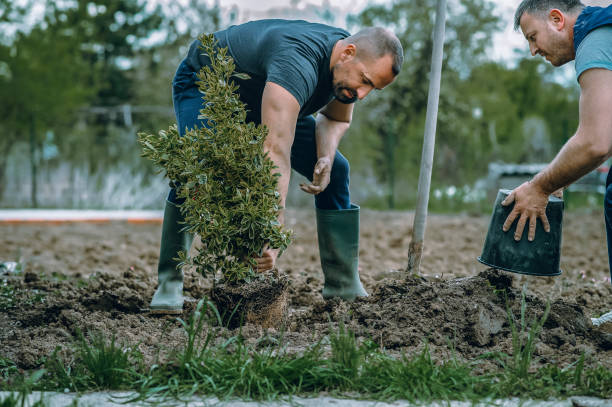 Best Stump Grinding and Removal  in USA